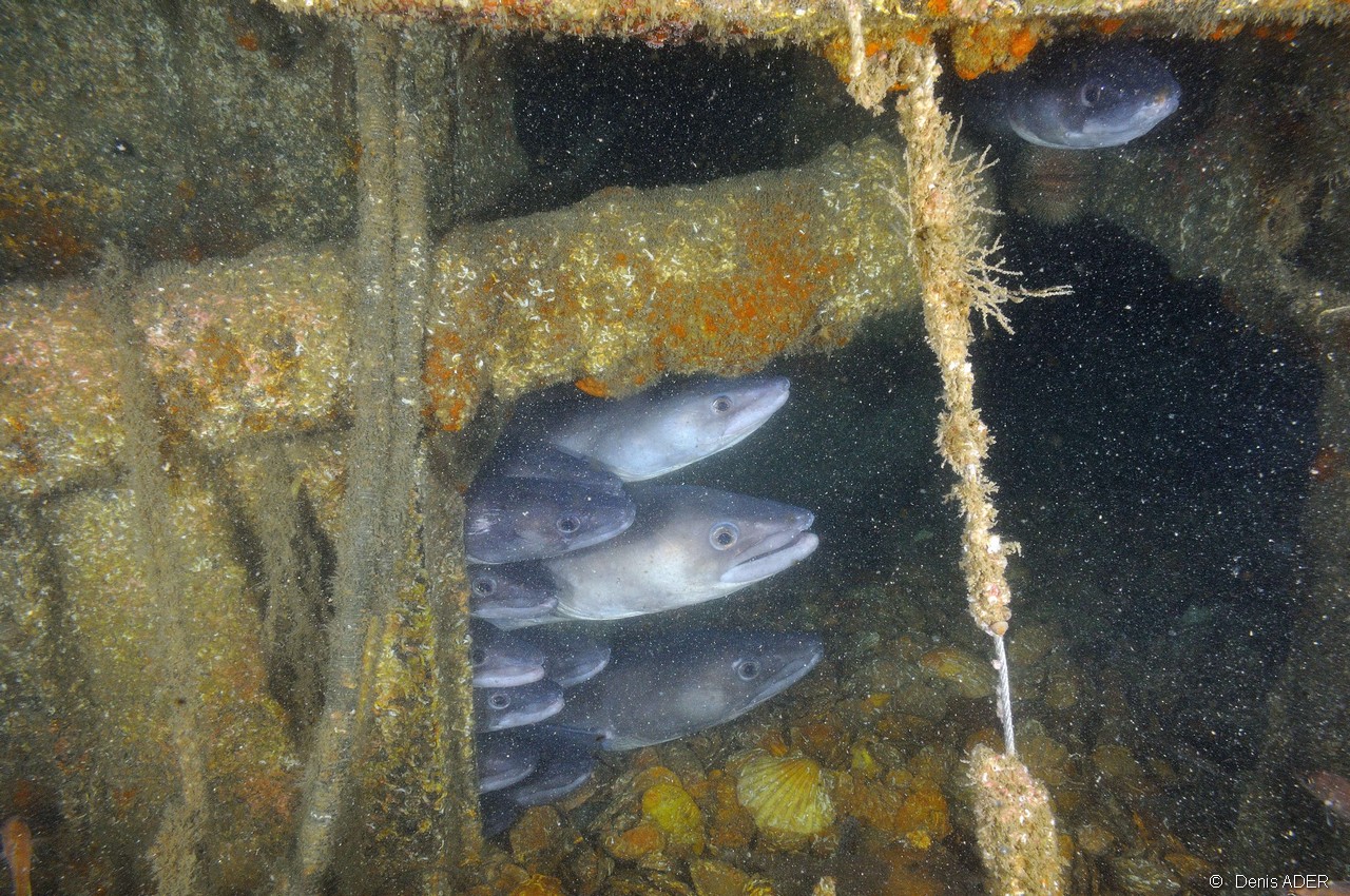Conger conger epave-Belle ile  Philippe Eric-18m-20160701-Denis-ADER-DSC_8380_tn.jpg